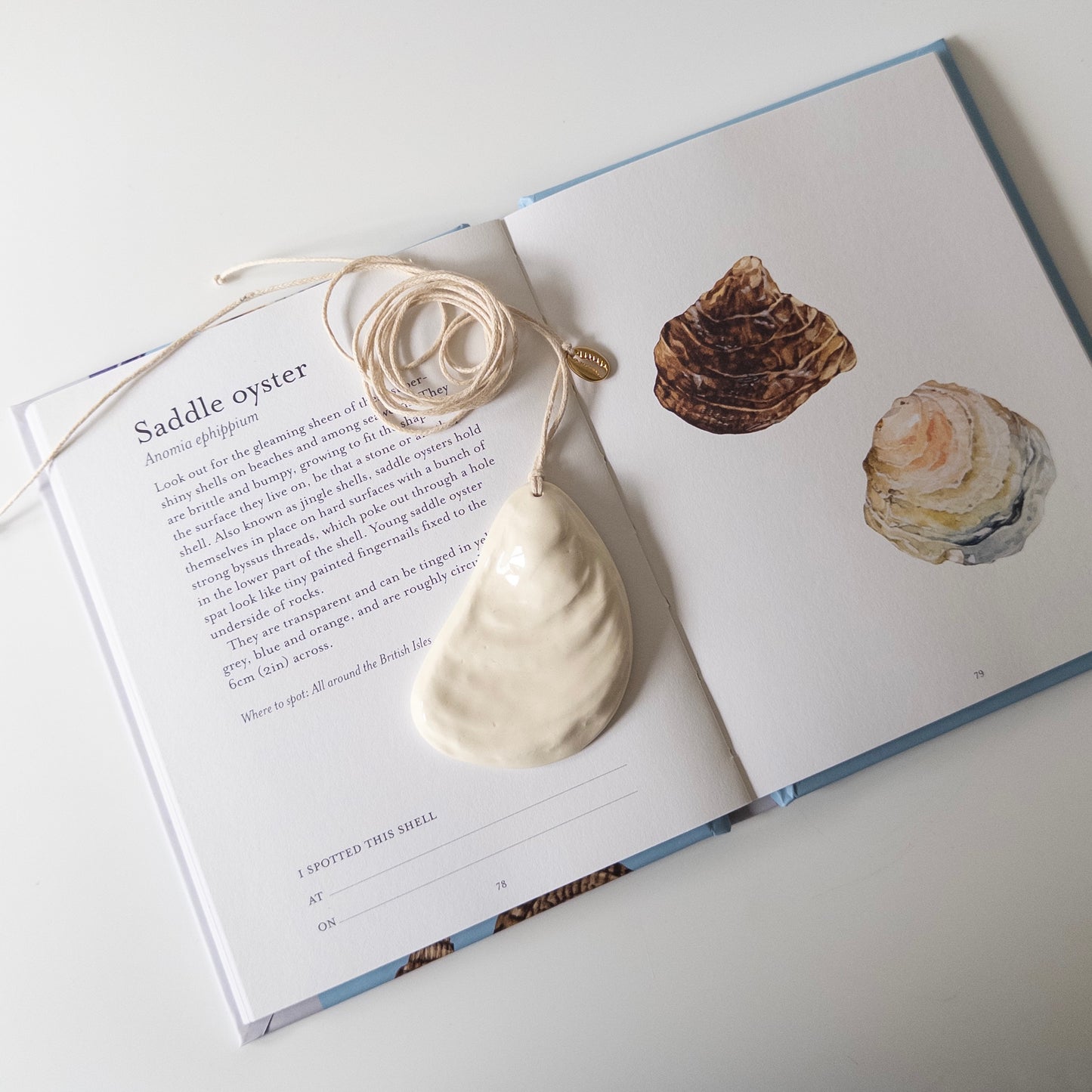 Oyster + metal cowrie