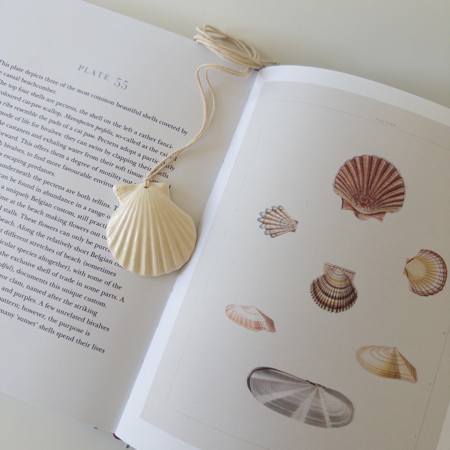 Мушля Гребінець міні (біла)